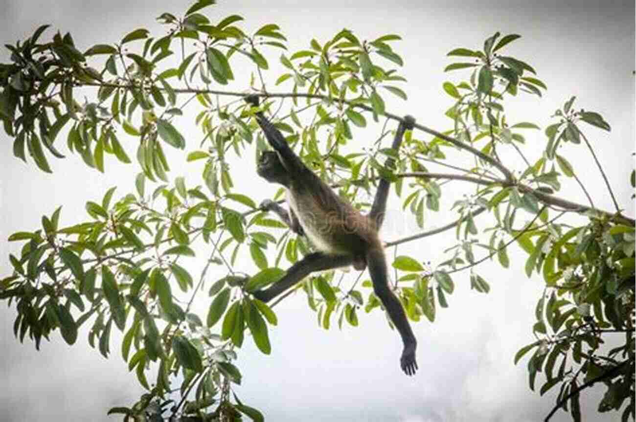 Long Tailed Monkey Swinging Through The Trees, A Symbol Of Our Primate Lineage Primate Evolution And Human Origins (Foundations Of Human Behavior)