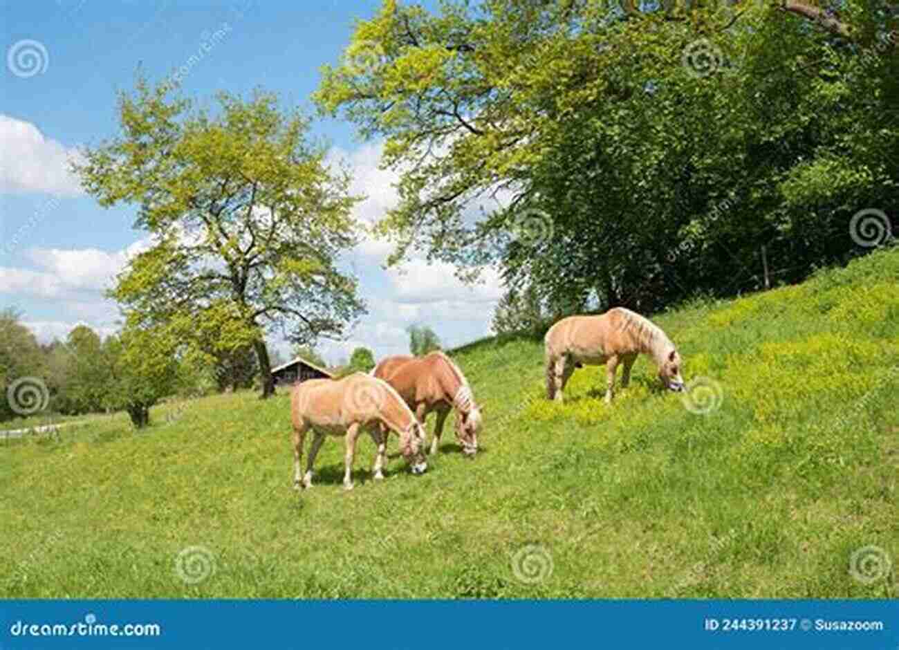 Long White Path Leading To Magnificent Horses Grazing In A Lush Green Field The Path Of The Horse: From Competition To Compassion