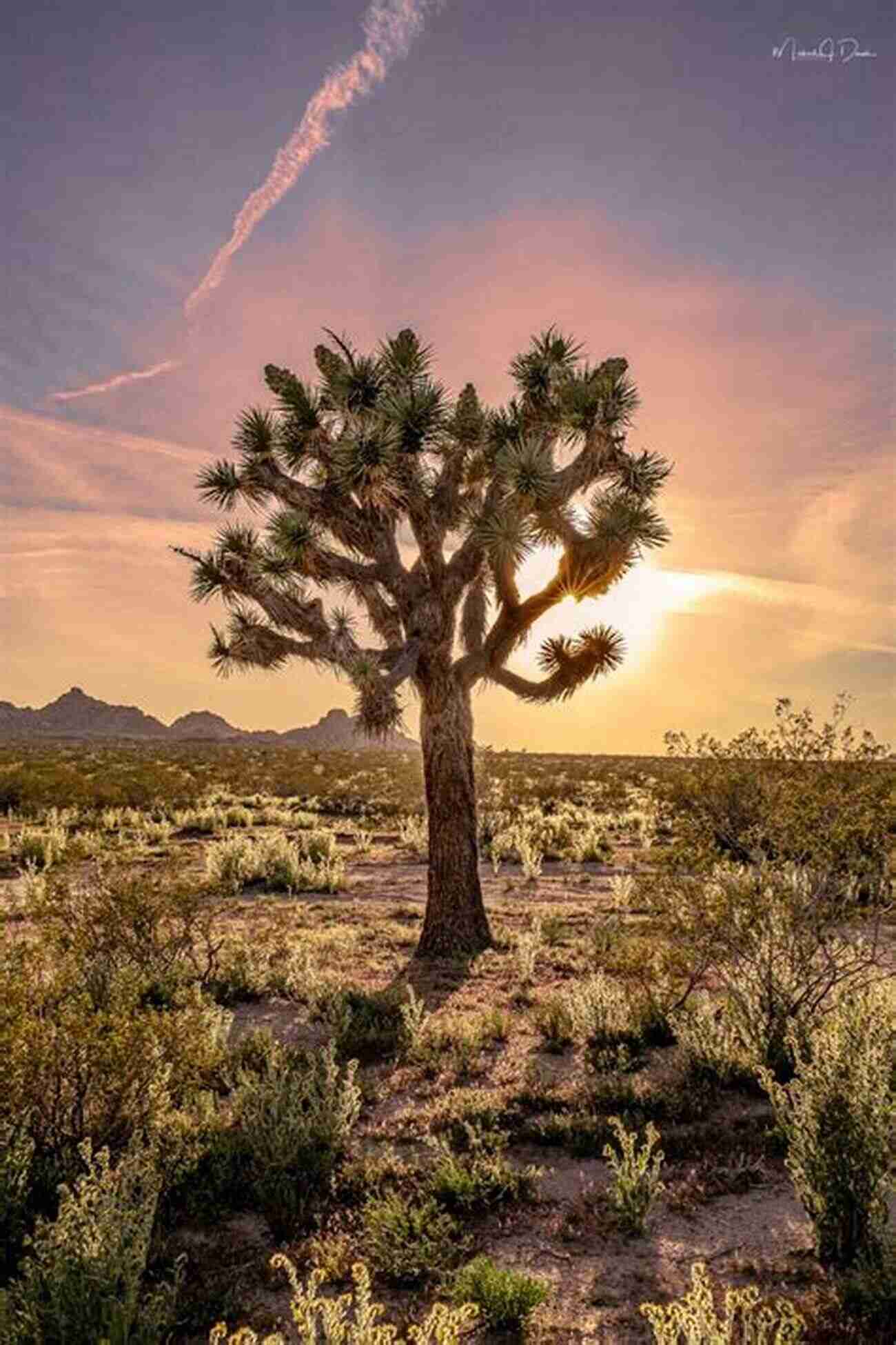 Magical Joshua Tree In The Desert Landscape California Bucket List: Must Visit Places For Your California Bucket List: Magical Things To Do In California