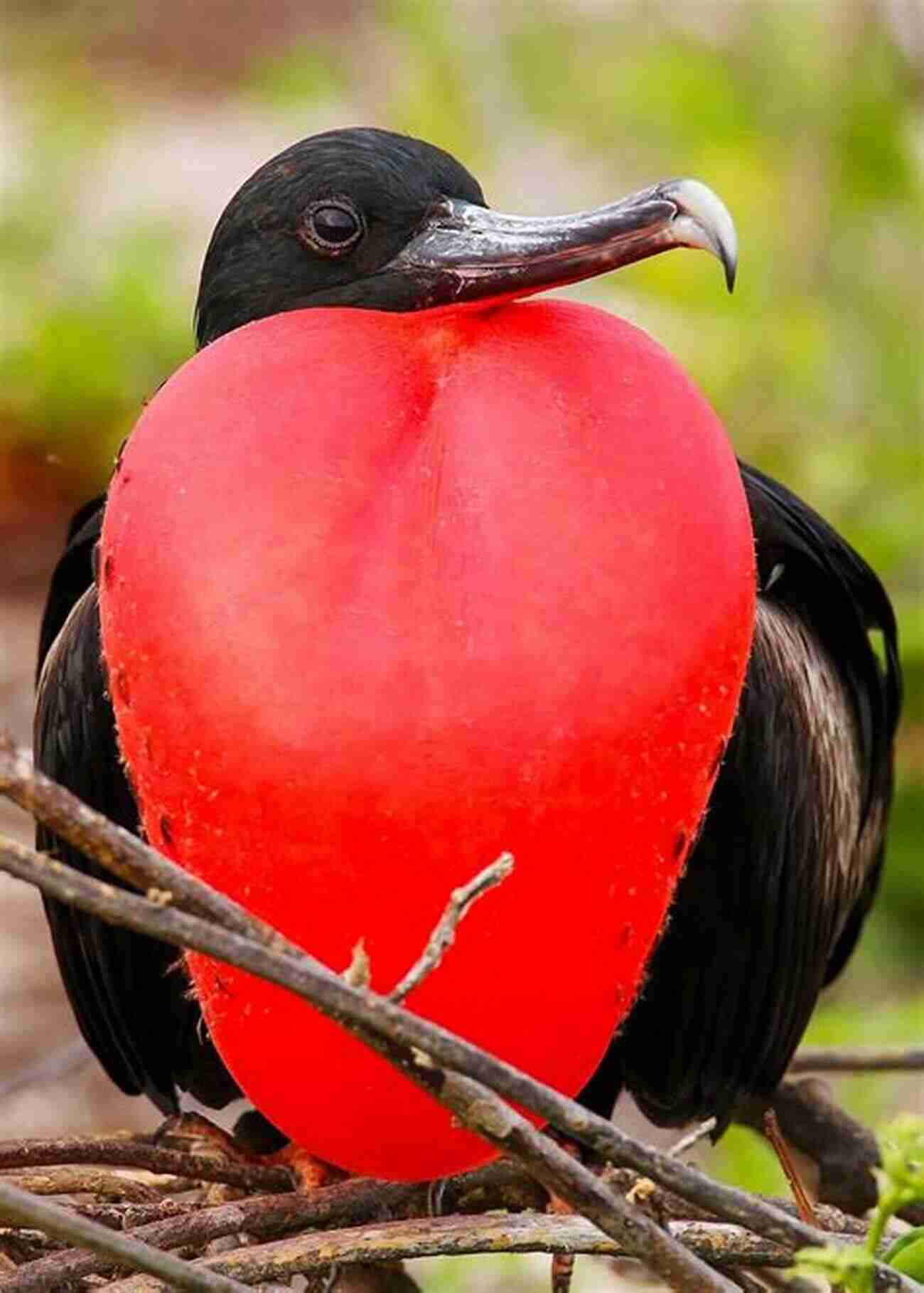 Magnificent Frigatebird The Pirate Of The Skies 30 Birds Terje Aven