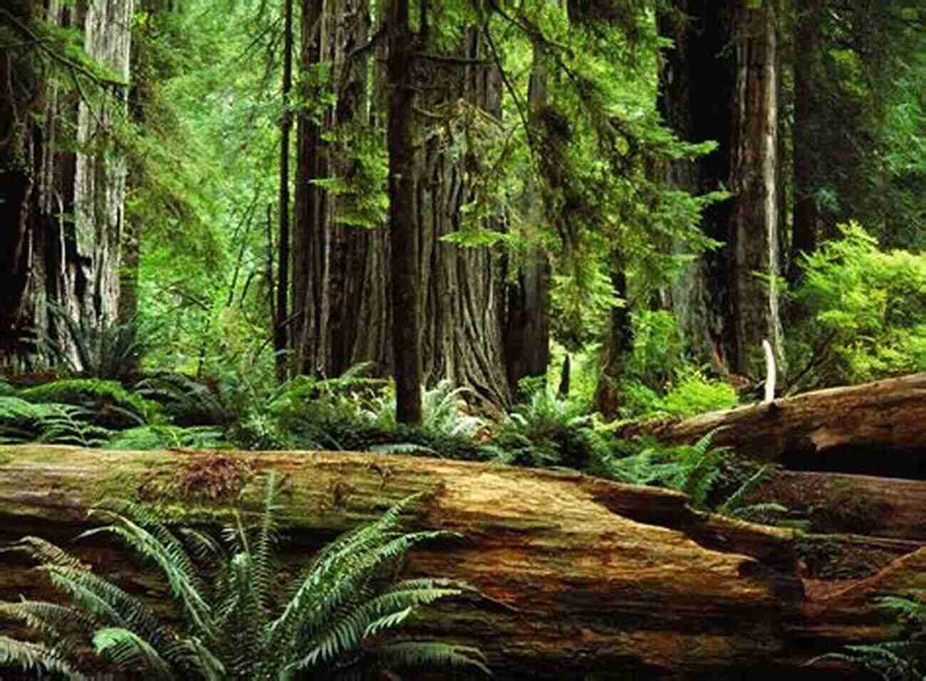 Majestic Redwood Trees In The California Forest California Bucket List: Must Visit Places For Your California Bucket List: Magical Things To Do In California