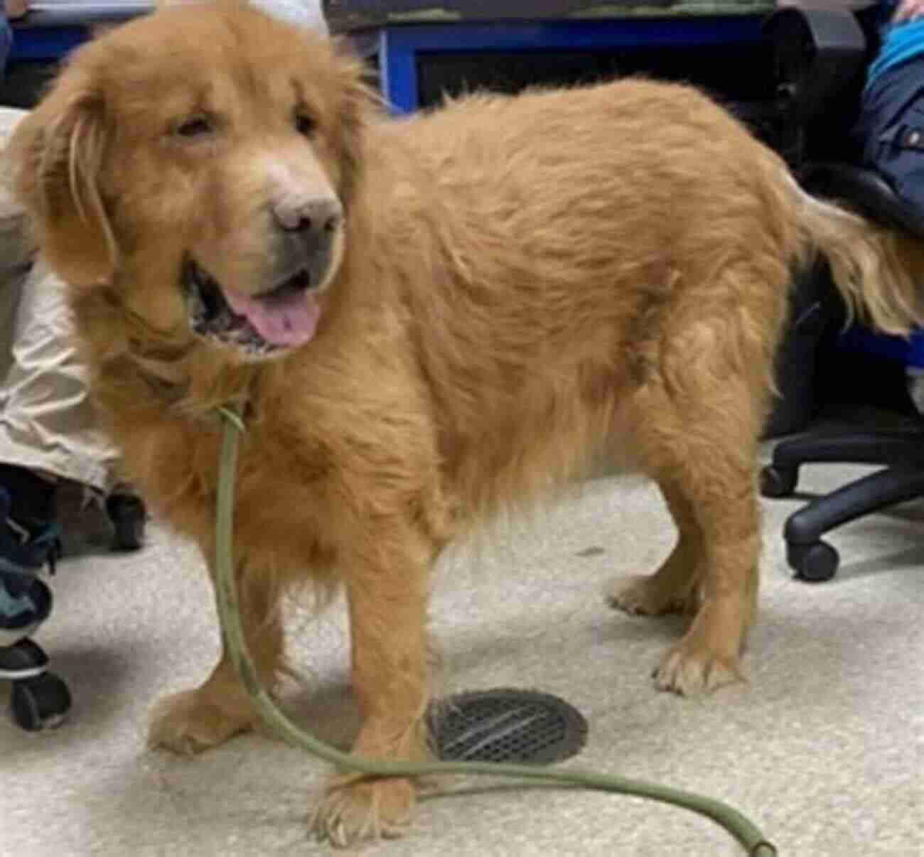 Max, A Senior Golden Retriever, Embracing The Abandoned Puppies Memoir On Pet Loss: A Heartwarming Story About The Importance Of A Dog S Love: Story About The Importance Of A Dog S Love