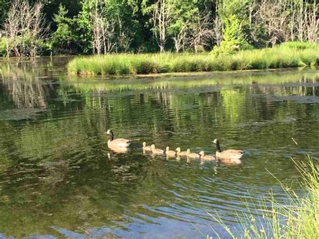 Miner's Marsh A Tranquil Wetland Area With Vibrant Plant Life And An Array Of Bird Species, Perfect For Birdwatching In Owen Sound Owen Sound Ontario 1 In Colour Photos: Saving Our History One Photo At A Time (Cruising Ontario) (Volume 92)