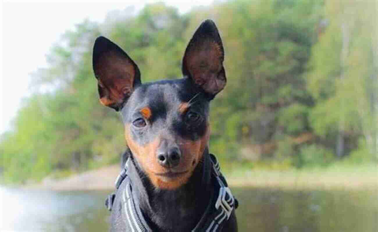 Miniature Pinscher Posing To Show Its Characteristics Miniature Pinscher Or Min Pin As Pets: Min Pin General Info Purchasing Care Cost Keeping Health Supplies Food Breeding And More Included The Ultimate Guide For Miniature Pinscher