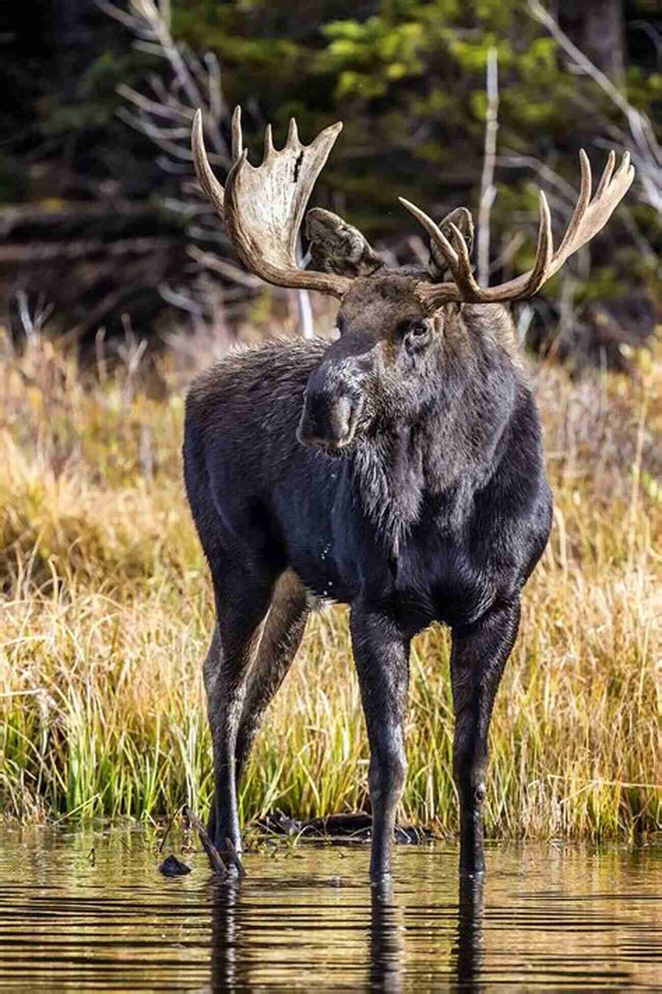 Moose Hunting A Majestic Bull Moose Standing In The Wilderness Moose Hunting: Calling Decoying And Stalking