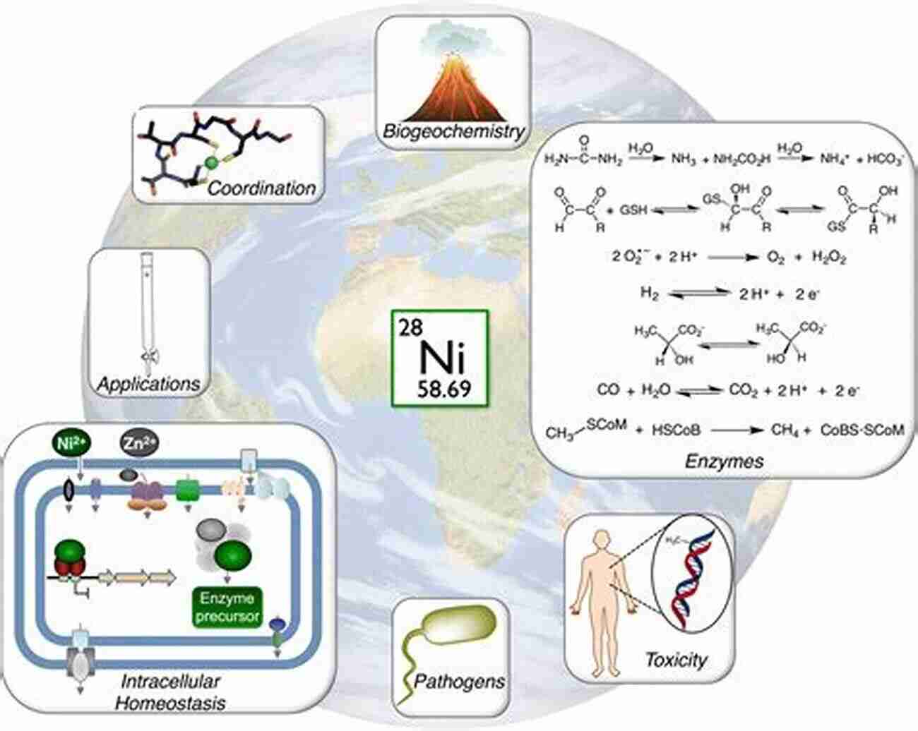 Nickel Dependent Enzymes The Biological Chemistry Of Nickel (ISSN 10)