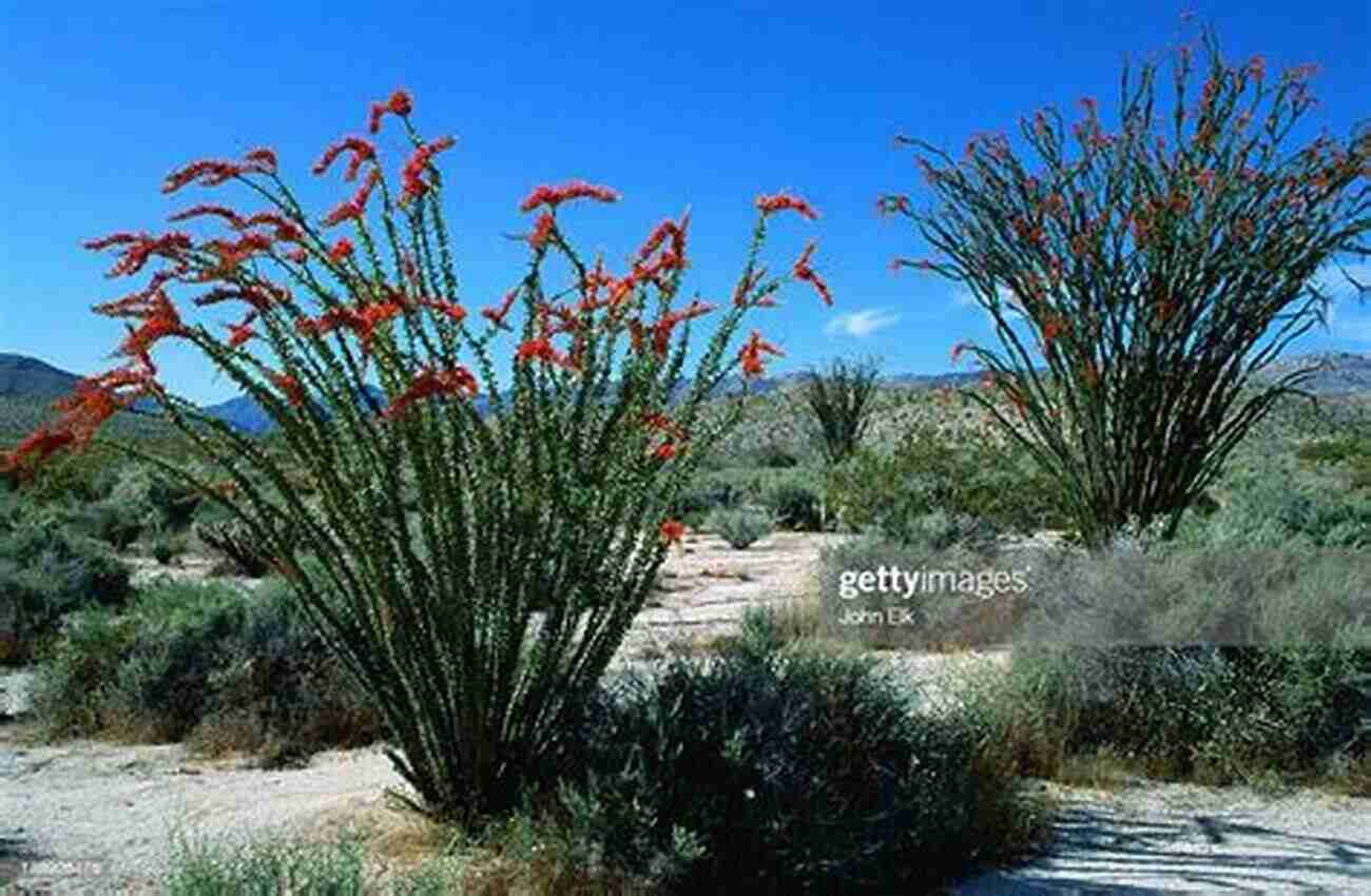 Ocotillo Cactus Blooming In The Anza Borrego Desert Region Anza Borrego Desert Region: Your Complete Guide To The State Park And Adjacent Areas Of The Western Colorado Desert