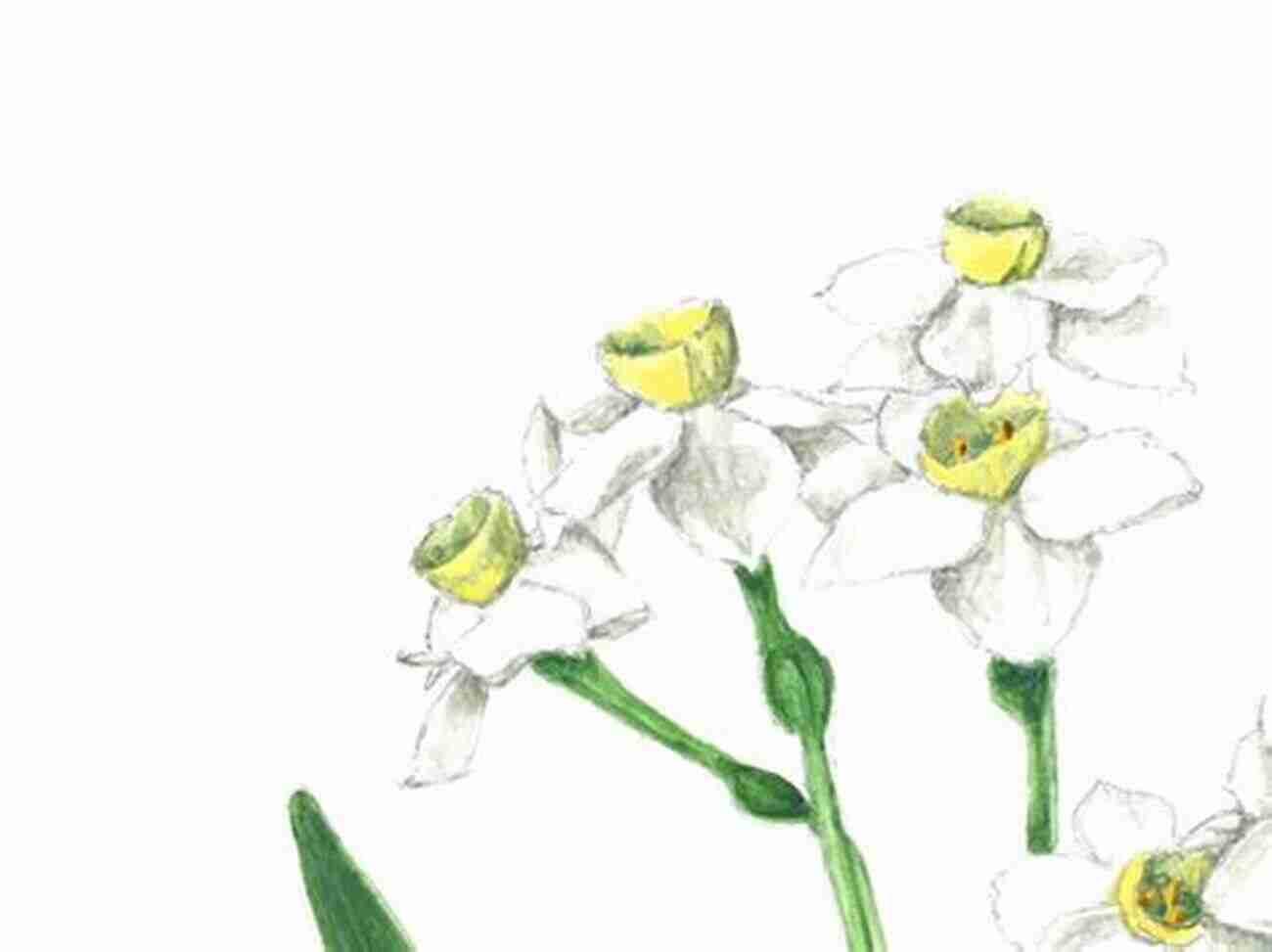 Original Drawing Of A Cluster Of Narcissus Flowers Original Drawings Of Narcissus Gladioli Tulips And Other Bulbs (Sketchbook Art)