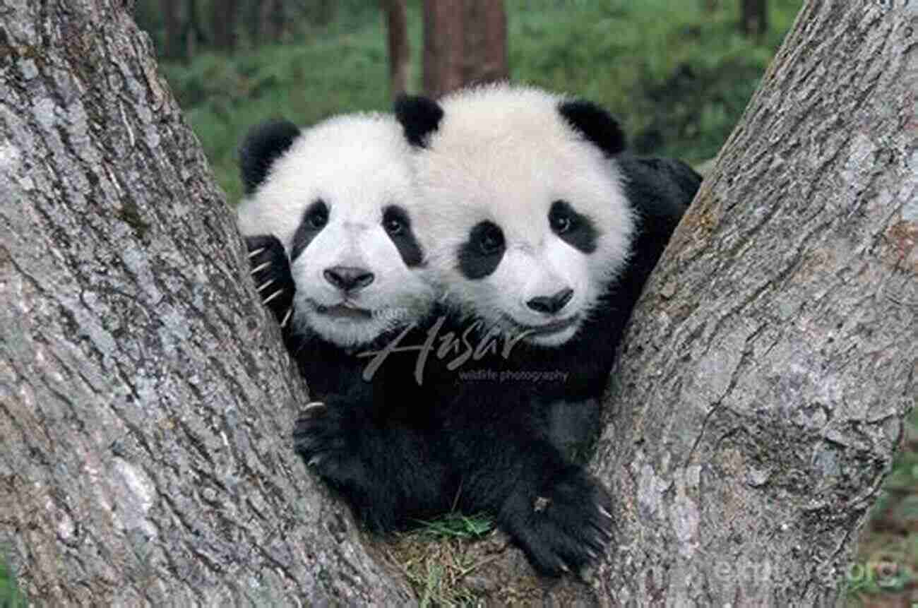 Panda Cubs Playing Together Pandas Fun Facts And Cool Pictures Of These Adorable Creatures