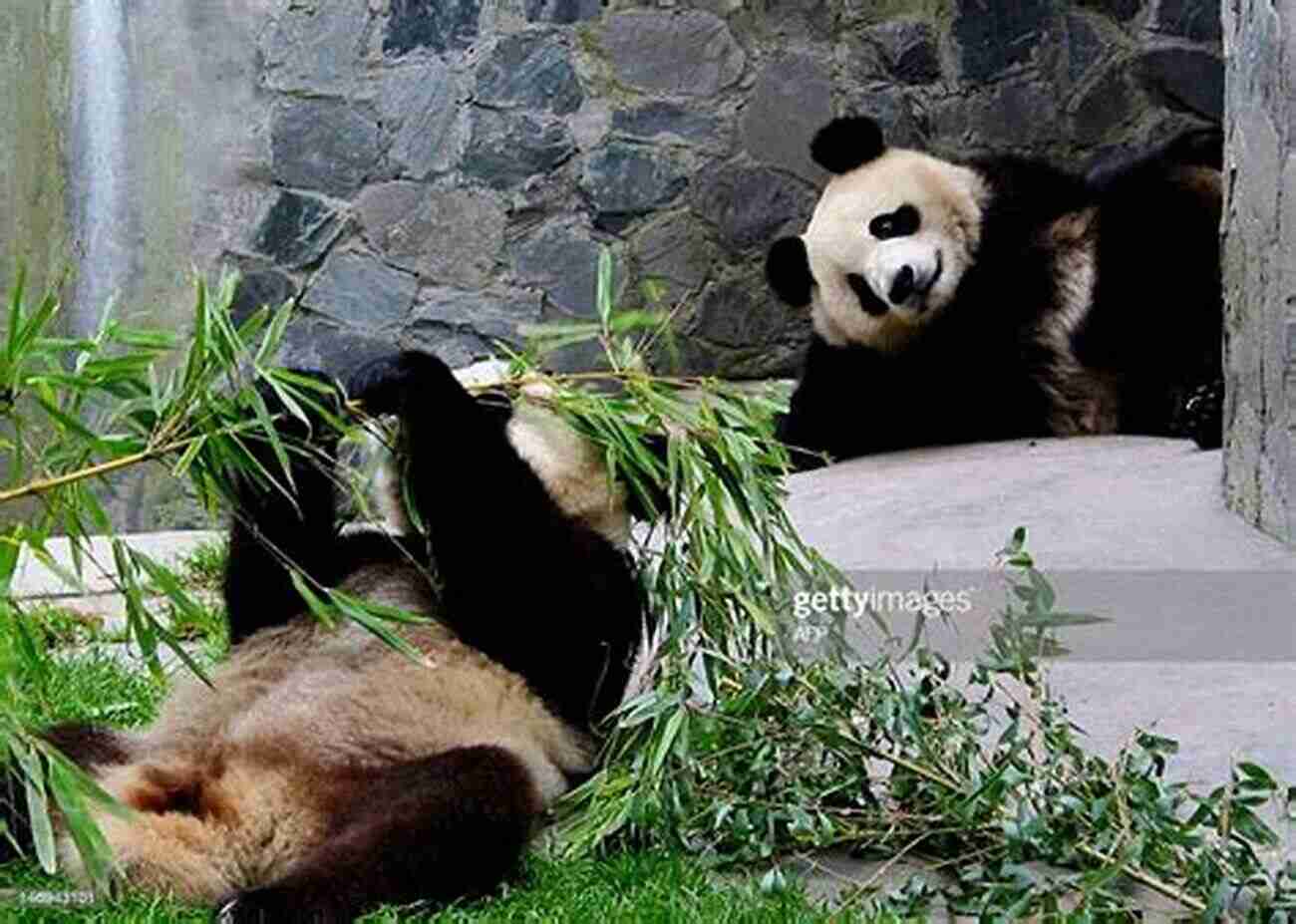 Panda Enjoying A Bamboo Meal Pandas Fun Facts And Cool Pictures Of These Adorable Creatures