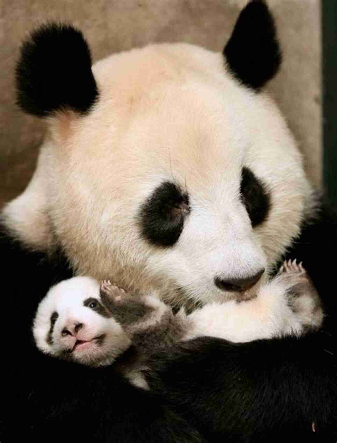 Panda Mother Cuddling Her Cub Pandas Fun Facts And Cool Pictures Of These Adorable Creatures