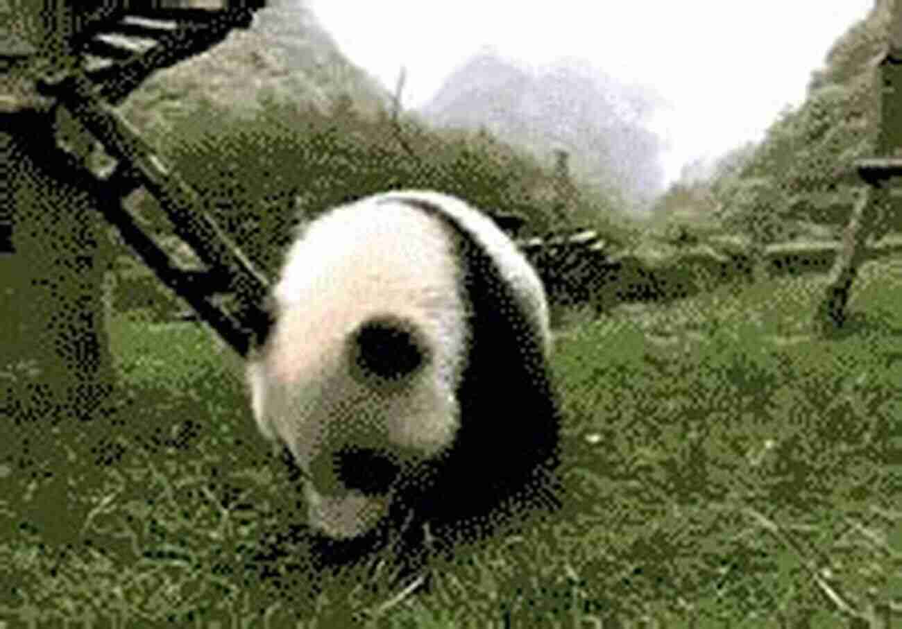 Panda Playfully Rolling On The Grass Pandas Fun Facts And Cool Pictures Of These Adorable Creatures