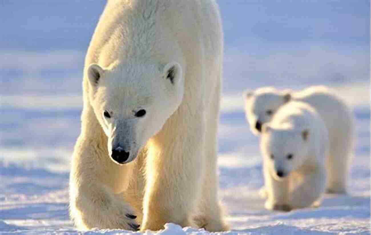 Polar Bear In The Arctic Shark Information Book: Amazing Facts For Kids With High Quality Pictures Little Kids Picture (Animals Facts Info With High Quality Pics For Kids)