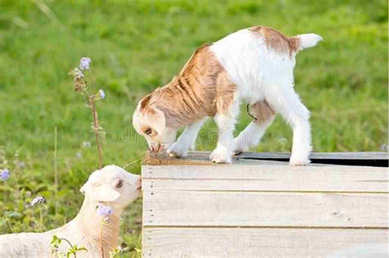 Pygmy Goat Kids Playing In A Field Pygmy Goats Pygmy Goats As Pets: A Complete Guide For Pygmy Goats Owners