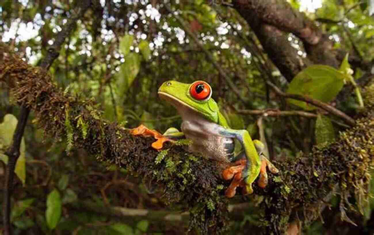 Red Eyed Tree Frog Habitat Red Eyed Tree Frogs As Pets: Red Eyed Tree Frog Breeding Where To Buy Types Care Temperament Cost Health Handling Diet And Much More Included A Complete Red Eyed Tree Frog Care Guide