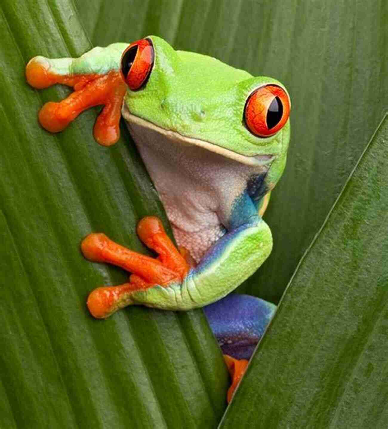 Red Eyed Tree Frog On A Leaf Red Eyed Tree Frogs As Pets: Red Eyed Tree Frog Breeding Where To Buy Types Care Temperament Cost Health Handling Diet And Much More Included A Complete Red Eyed Tree Frog Care Guide