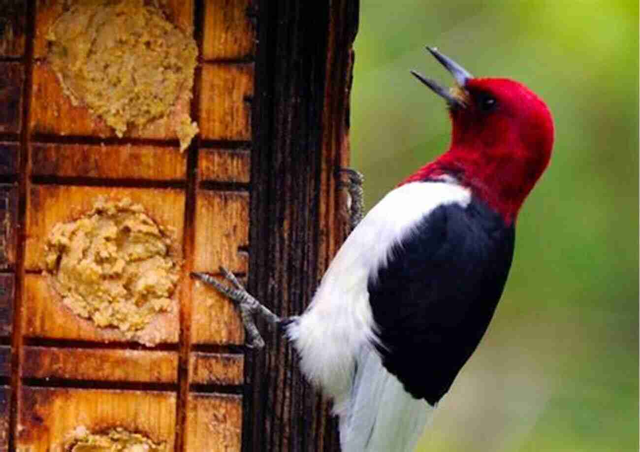 Red Headed Woodpecker, A Marvel Of Nature Rare Birds Of North America