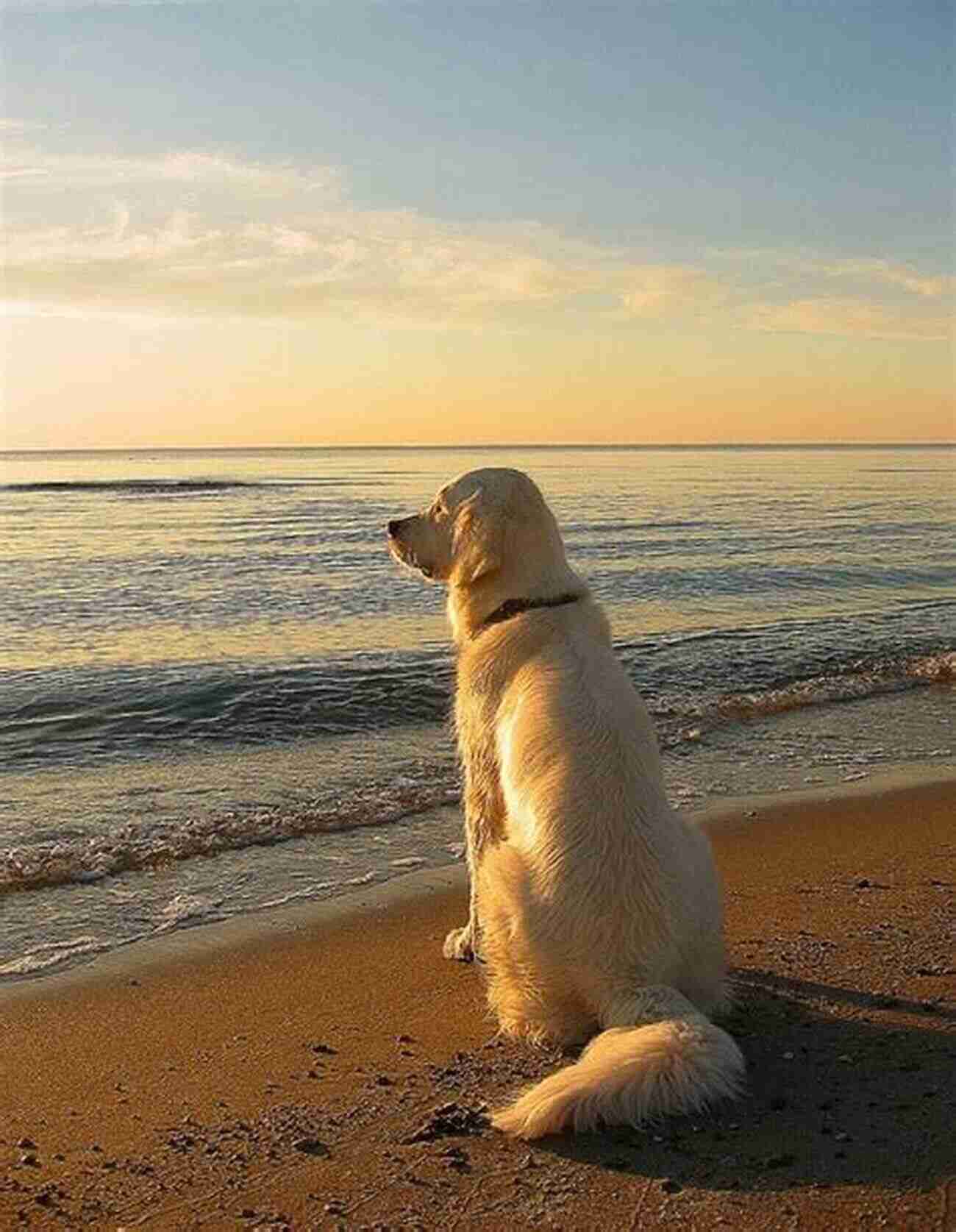 Rescue Dog Gazing Into The Horizon, Symbolizing The Hope And Second Chances That Await Others Tails Of My Rescue Dog