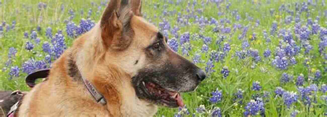 Rescue Dog Playing In A Meadow, Embracing His Newfound Freedom And Happiness Tails Of My Rescue Dog