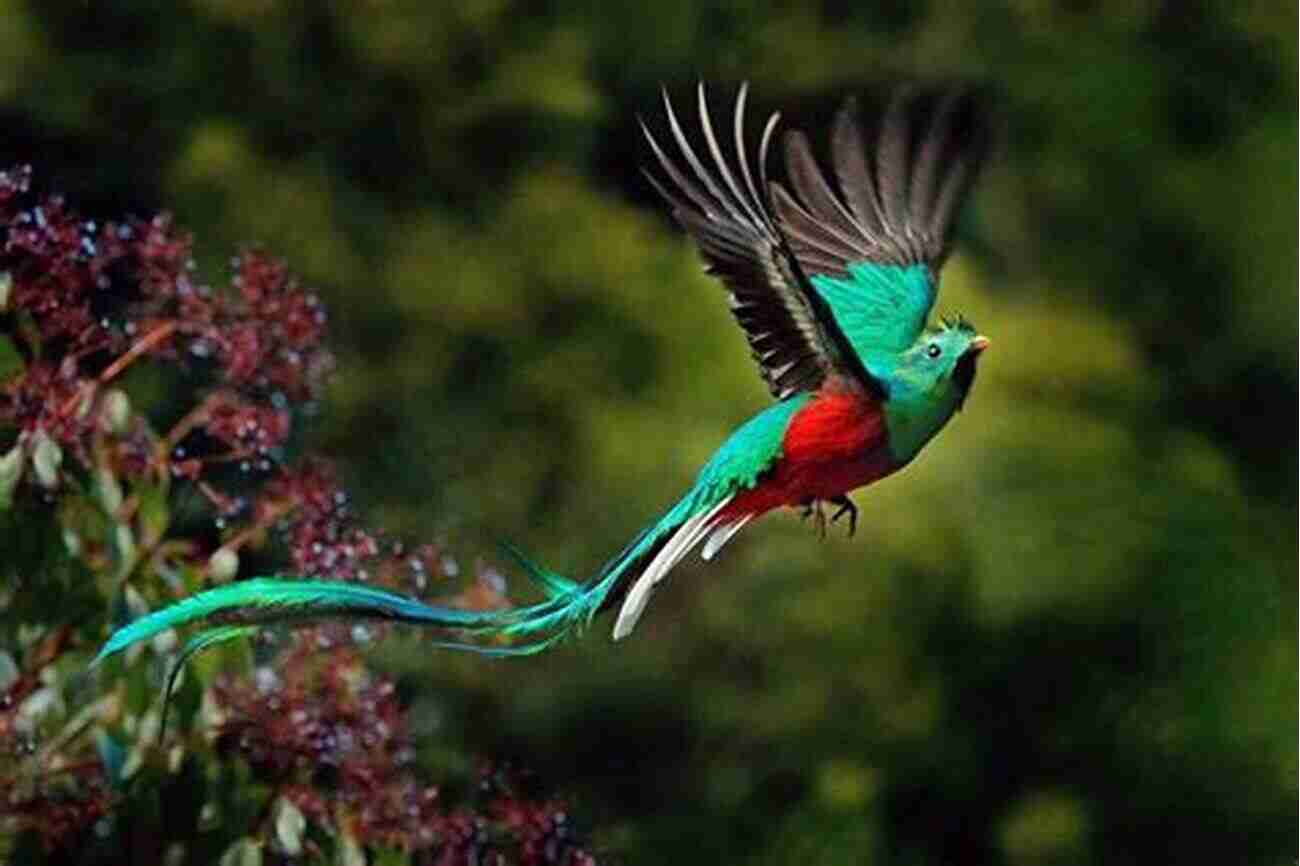 Resplendent Quetzal The Majestic Bird Of Central America 30 Birds Terje Aven