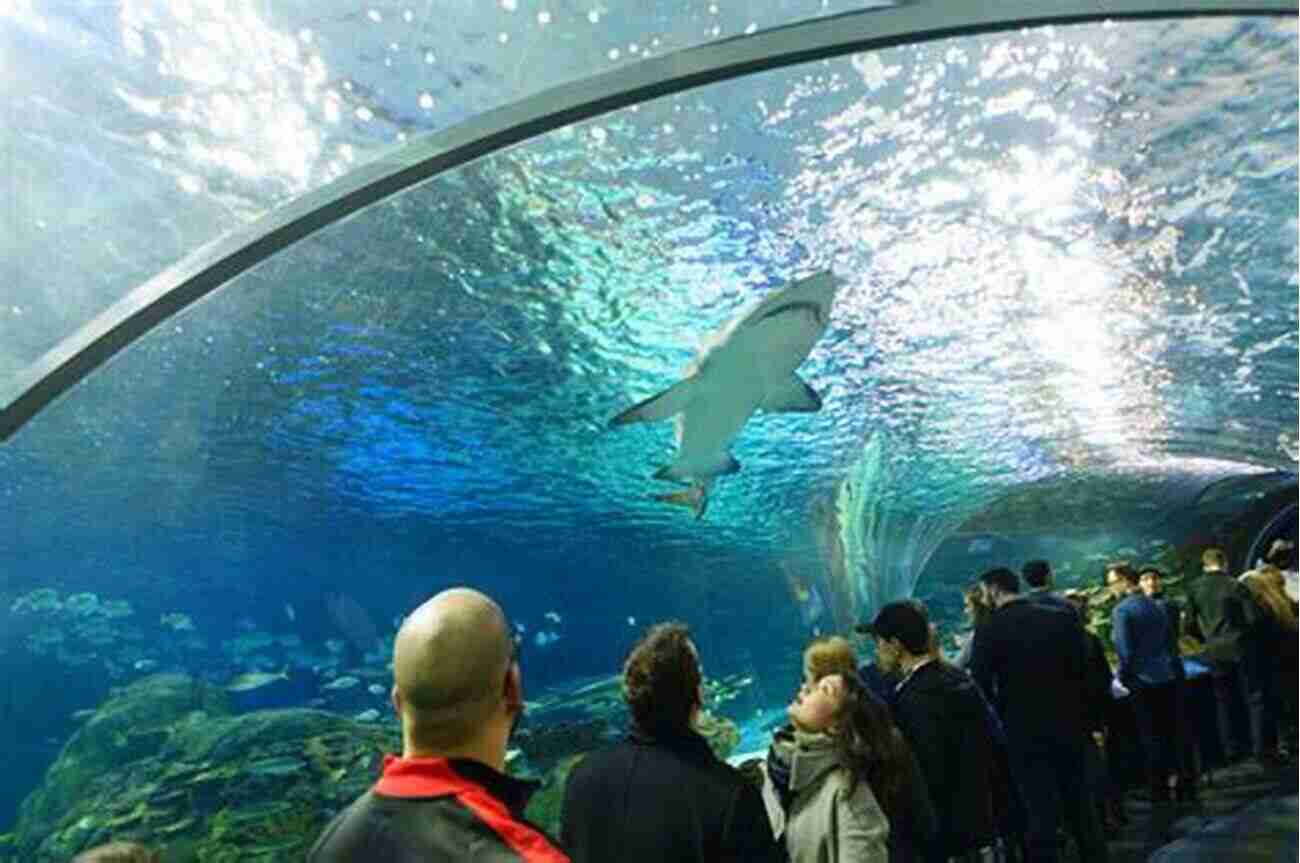 Ripley's Aquarium Of Canada Home To Mesmerizing Marine Life 90 Awesome Things To Do In Toronto : Everything You Need To Know