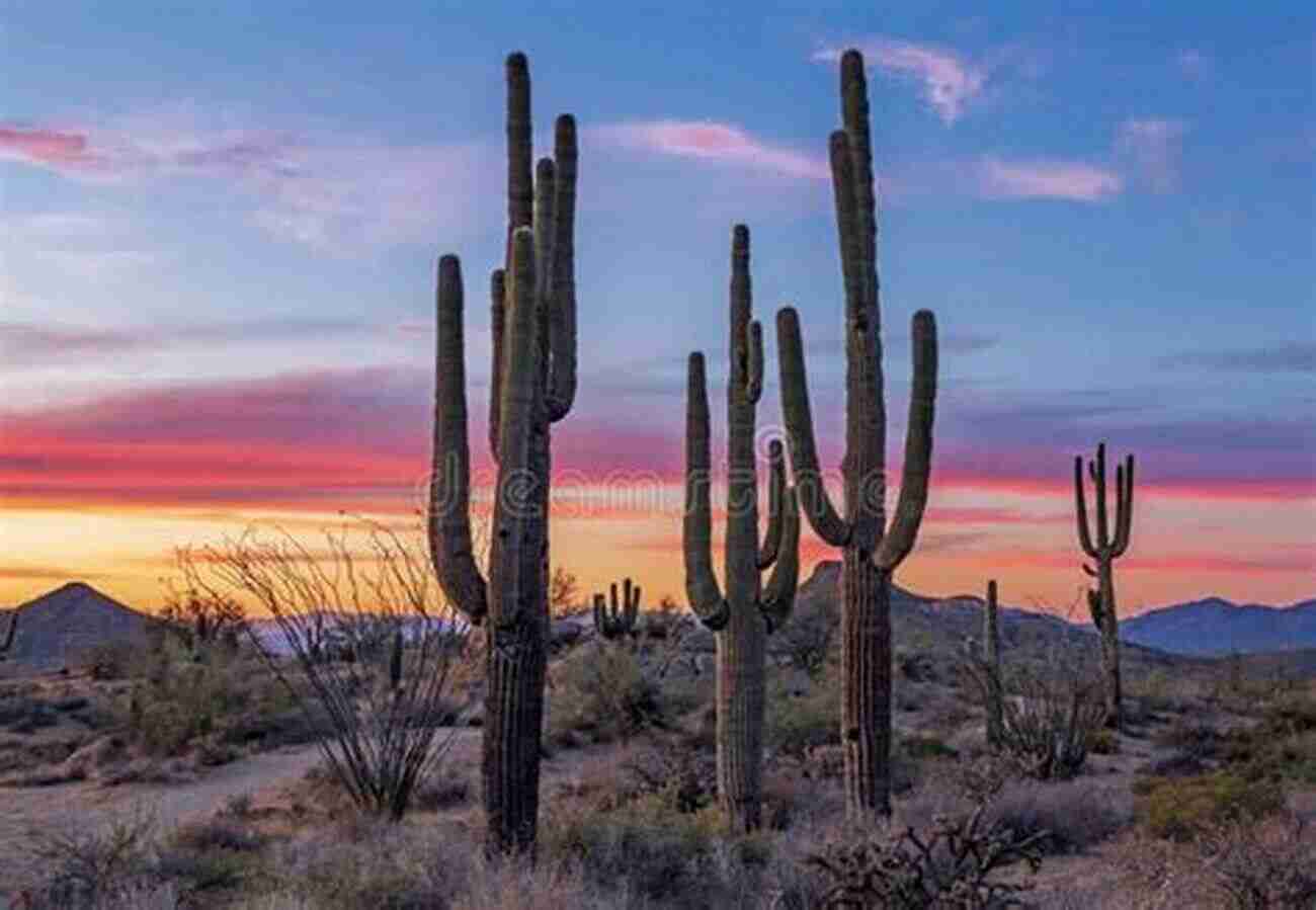 Saguaro Cacti Standing Tall In The Sunset At Saguaro National Park Saguaro National Park April Lang LCSW SEP