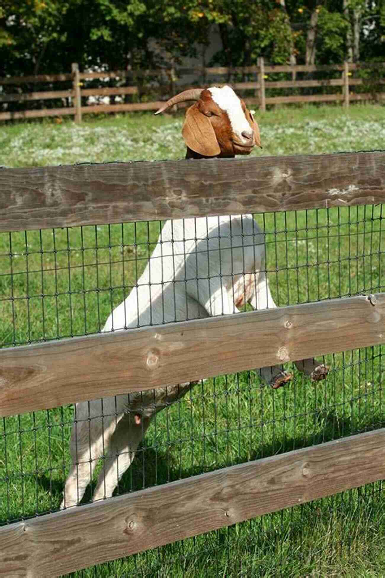 Secure Fencing For Pygmy Goats Pygmy Goats Pygmy Goats As Pets: A Complete Guide For Pygmy Goats Owners