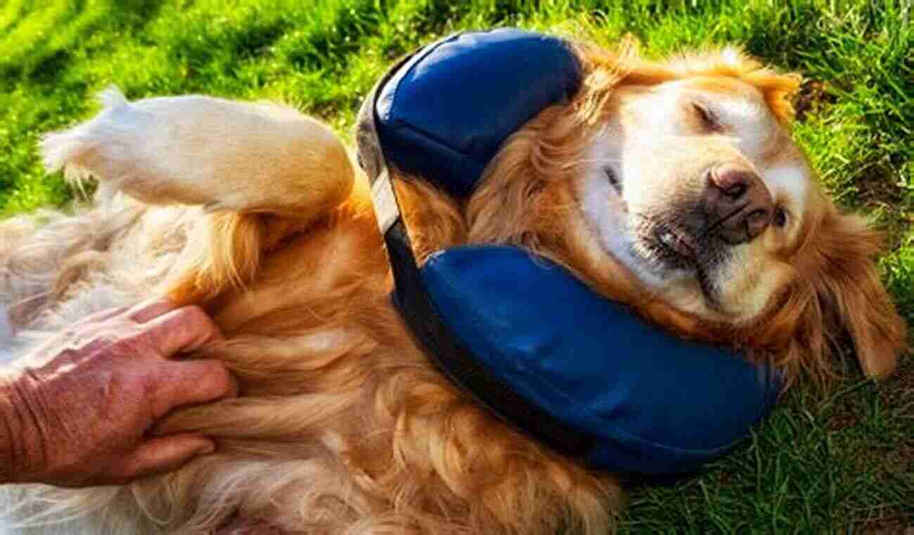 Smiling Senior Dog Enjoying A Belly Rub Old Dog Love: A Common Sense Guide To Caring For Your Senior Dog