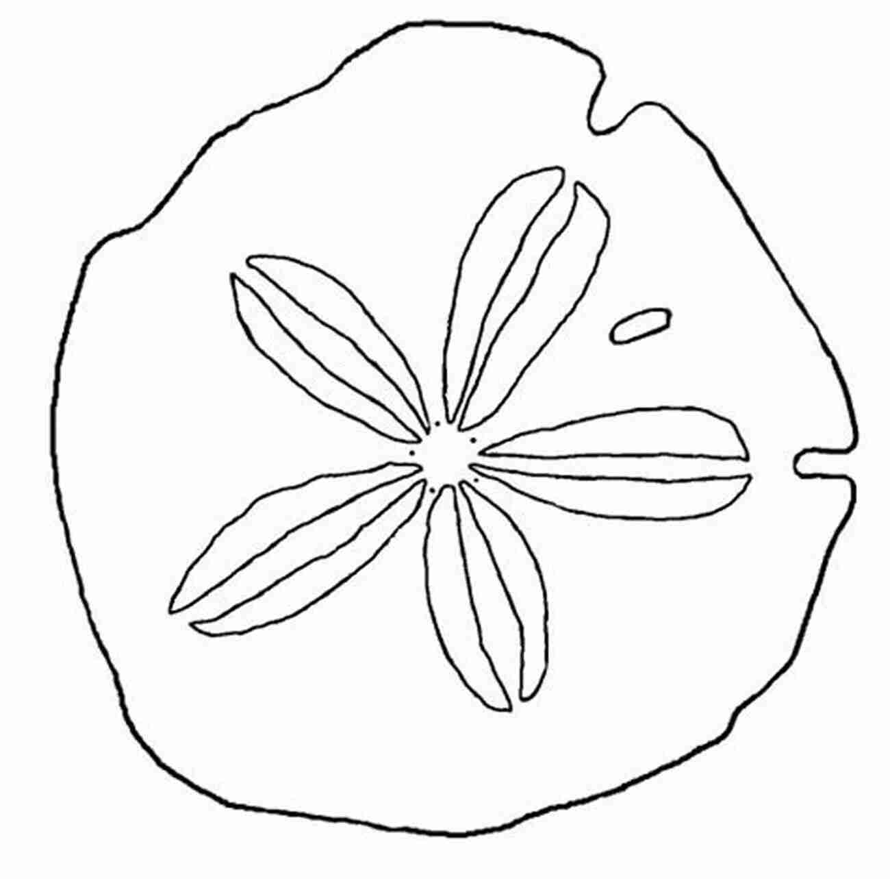 Step By Step Guide To Drawing A Sand Dollar Explore The Beauty Of The Sea How To Draw 20 At The Beach: Learn To Draw Step By Step Drawing Tutorial