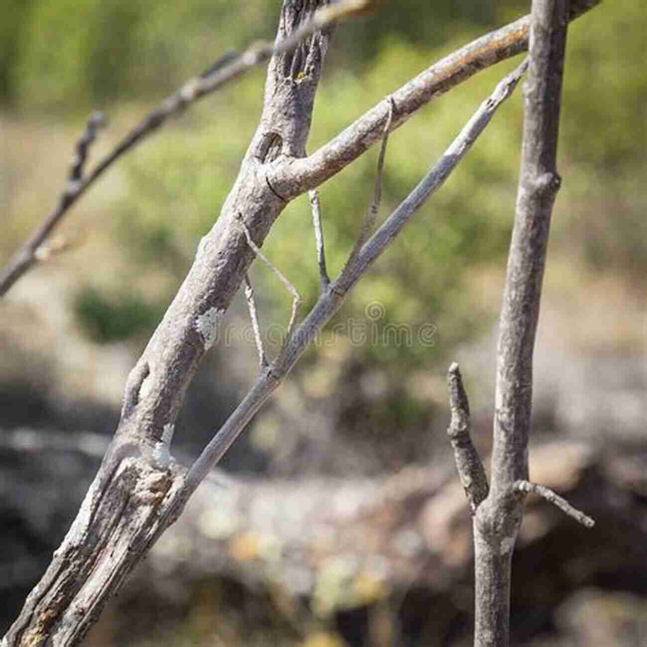 Stick Insect Camouflaged On A Tree Branch Insects: Their Ways And Means Of Living