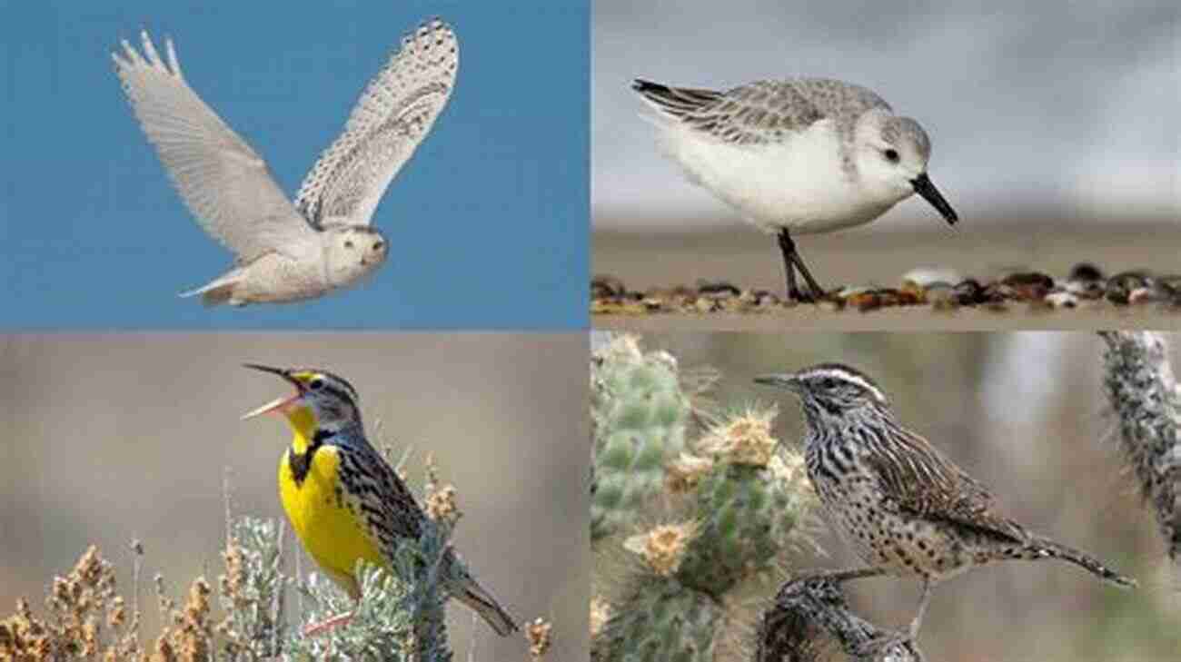 Stunningly Beautiful Rare Birds Of North America Rare Birds Of North America