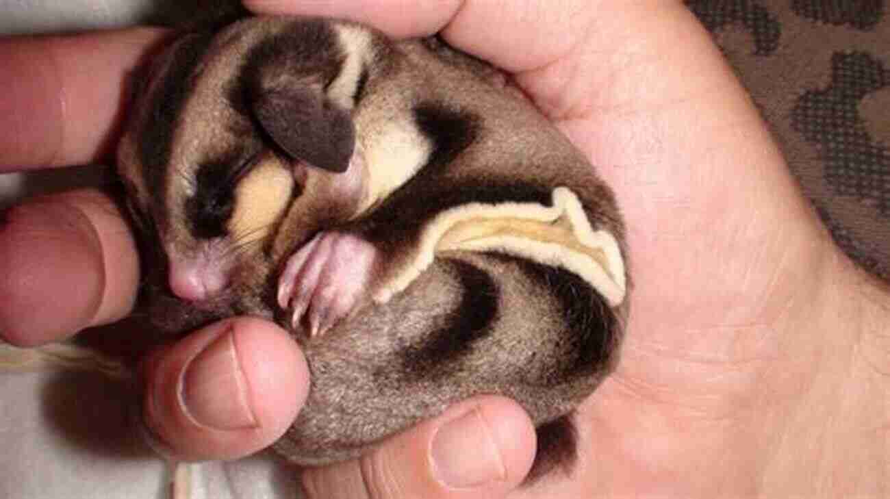 Sugar Glider Bonding With Human Sugar Gliders: The Complete Sugar Glider Care Guide