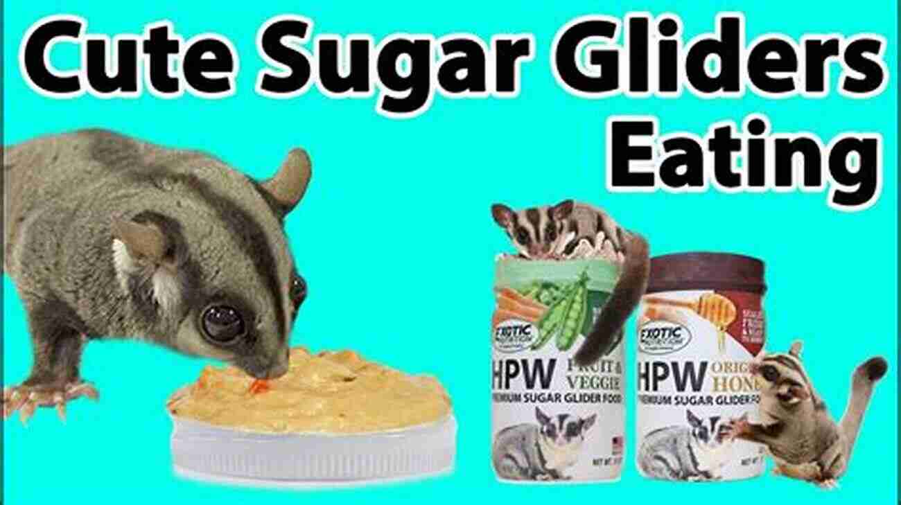 Sugar Glider Diet Sugar Gliders: The Complete Sugar Glider Care Guide