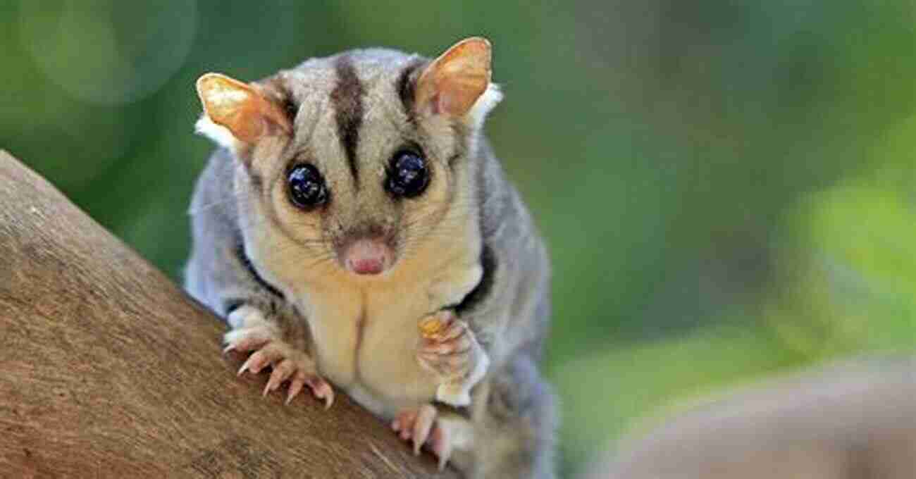 Sugar Glider Training Sugar Gliders: The Complete Sugar Glider Care Guide