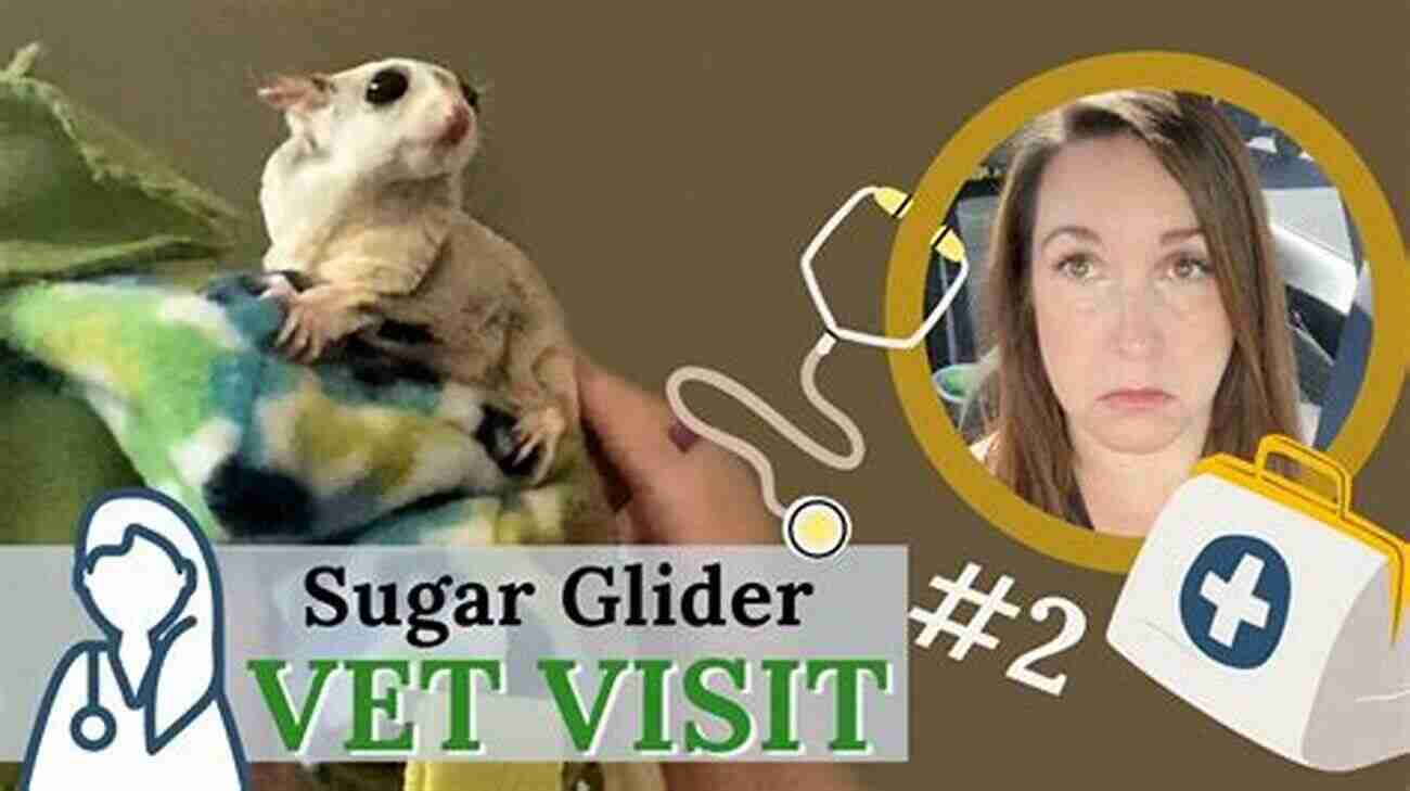 Sugar Glider Vet Visit Sugar Gliders: The Complete Sugar Glider Care Guide