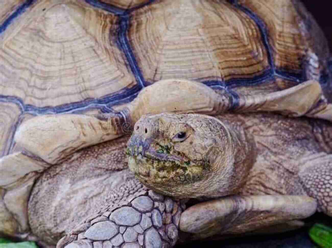 Sulcata Tortoise Eating Vegetables Sulcata Tortoise As Pets: Sulcata Tortoise General Info Purchasing Care Cost Keeping Health Supplies Food Breeding And More Included The Ultimate Care Guide For Sulcata Tortoise