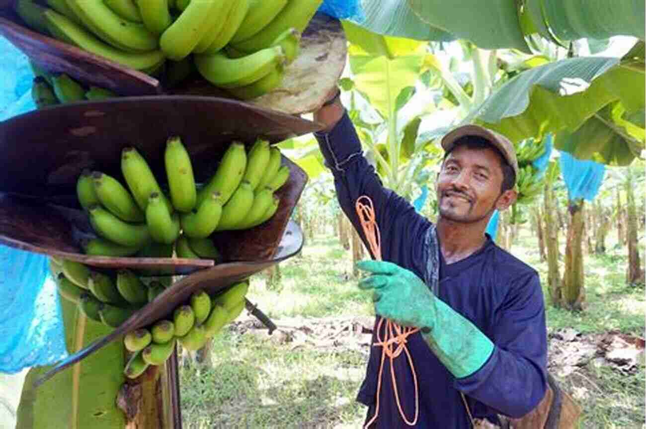 Sustainable Banana Plantation Elders And Fyffes: A Photographic History