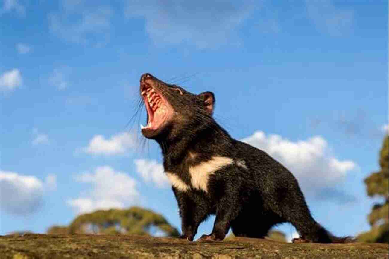 Tasmanian Devil In Danger Into The Woods: The Battle For Tasmania S Forests