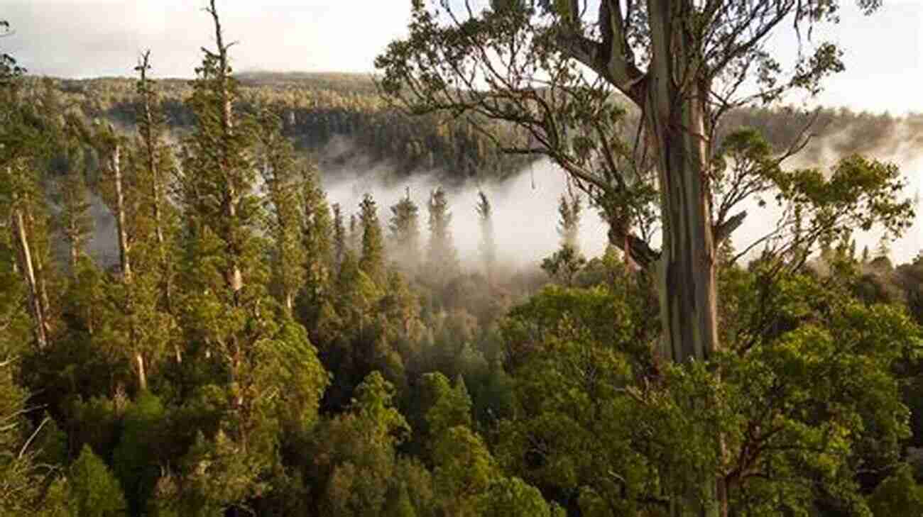 Tasmanian Forest Scenery Into The Woods: The Battle For Tasmania S Forests