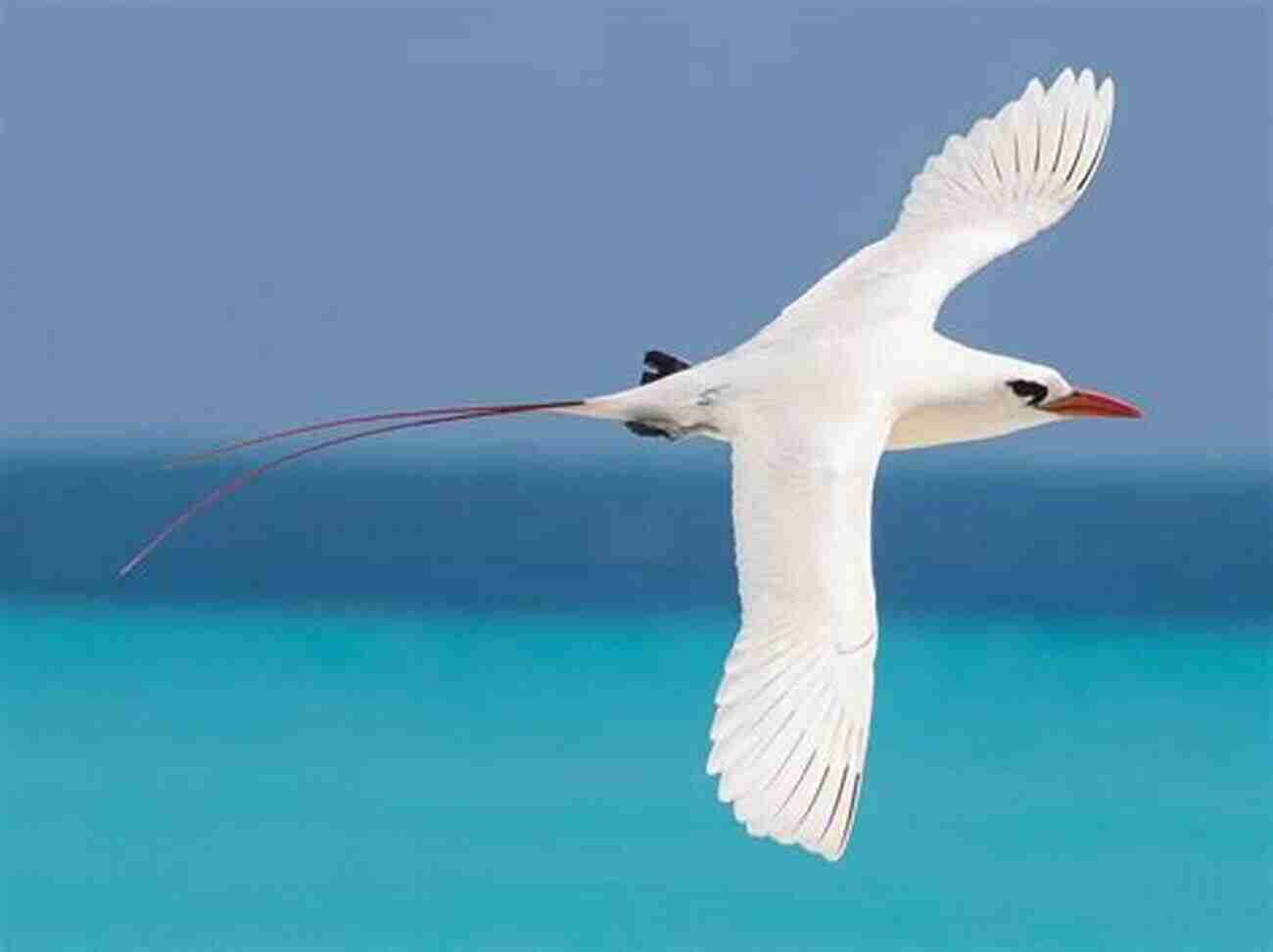 The Captivating Red Tailed Tropicbird Oceanic Birds Of The World: A Photo Guide