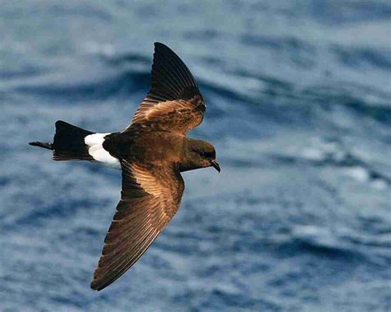 The Elegant Wilson's Storm Petrel Oceanic Birds Of The World: A Photo Guide