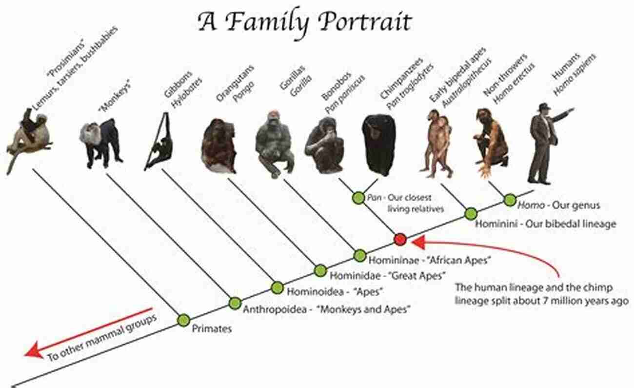 The Evolution Of Hominids From The Common Ancestor To Modern Humans Primate Evolution And Human Origins (Foundations Of Human Behavior)