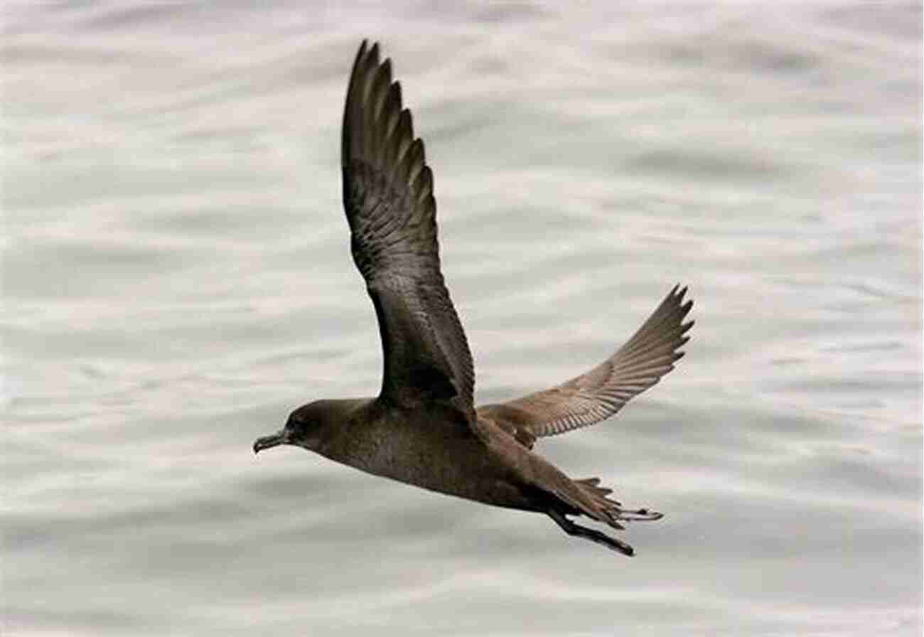 The Magnificent Sooty Shearwater Oceanic Birds Of The World: A Photo Guide