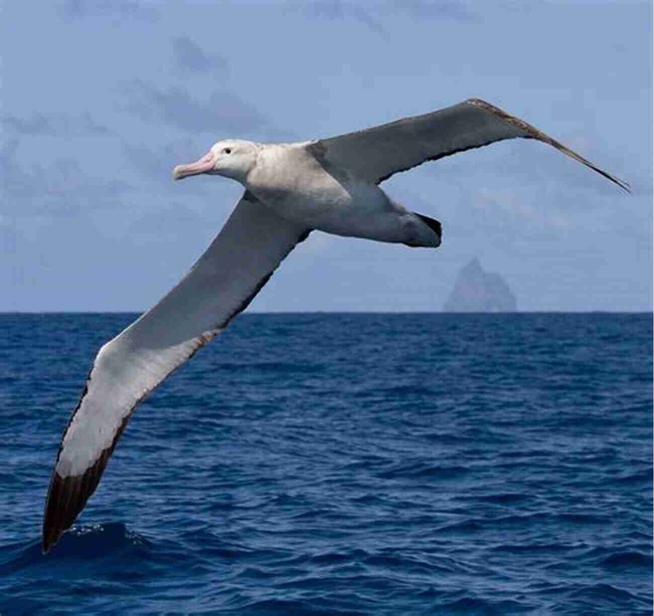 The Majestic Wandering Albatross Oceanic Birds Of The World: A Photo Guide