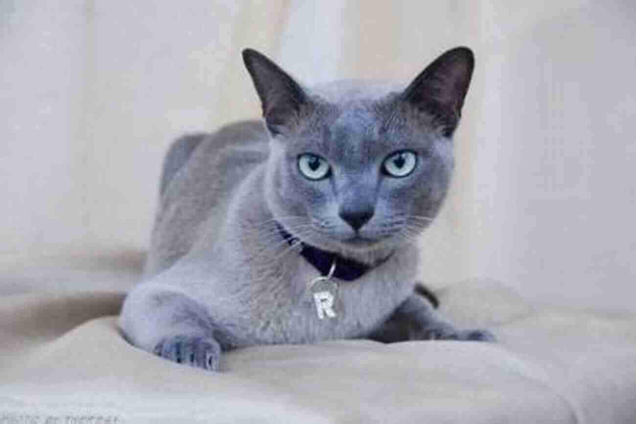 Tonkinese Cat With Stunning Blue Eyes And Sleek Coat Tonkinese Cats Tonkinese Cat Owner S Manual Tonkinese Cat Care Personality Grooming Training Health Feeding And Costs All Included