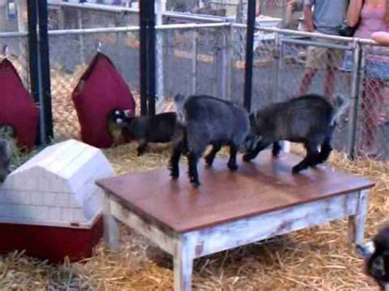 Two Pygmy Goats Playing Together Pygmy Goats Pygmy Goats As Pets: A Complete Guide For Pygmy Goats Owners