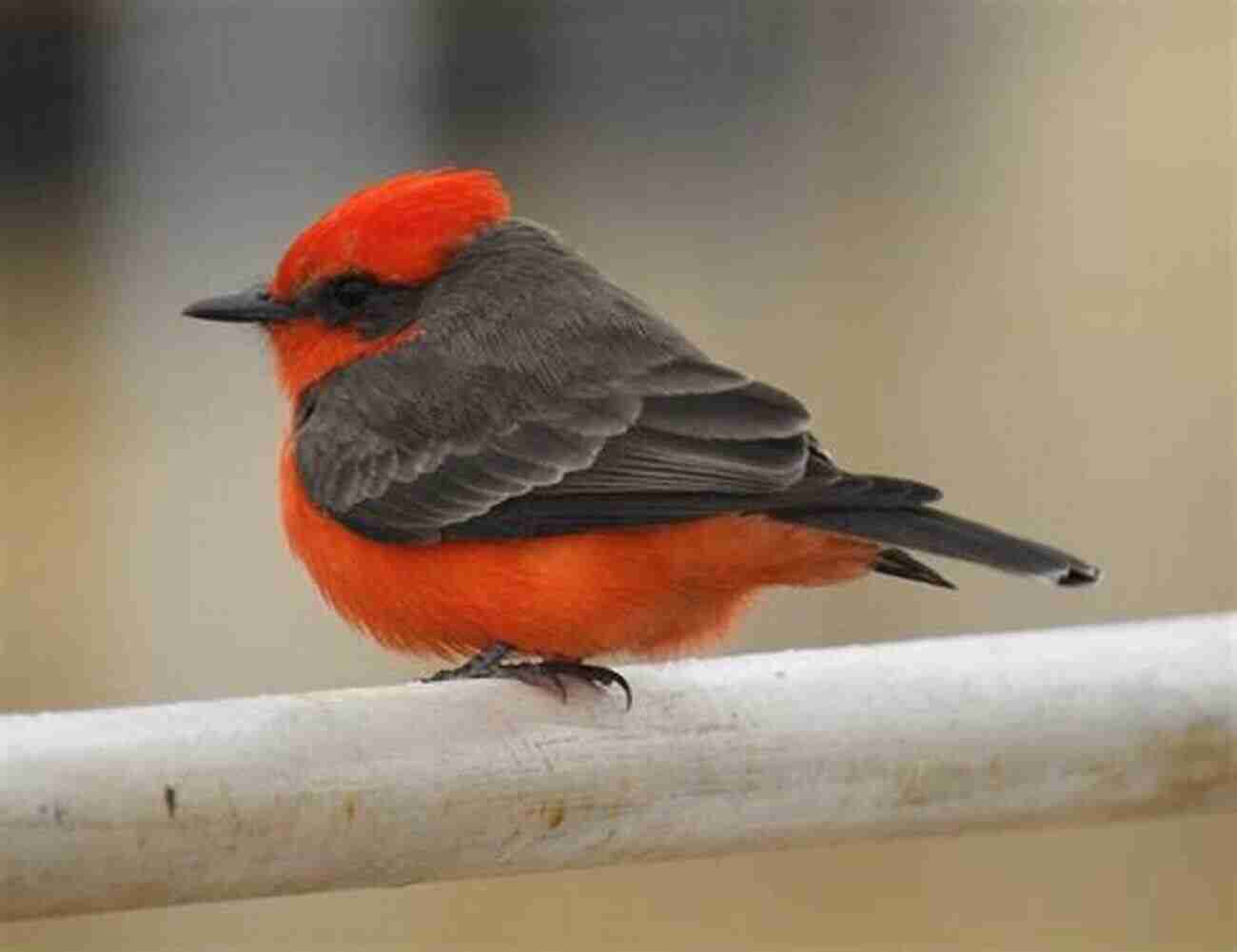 Vermillion Flycatcher, Nature's Fiery Trickster Rare Birds Of North America