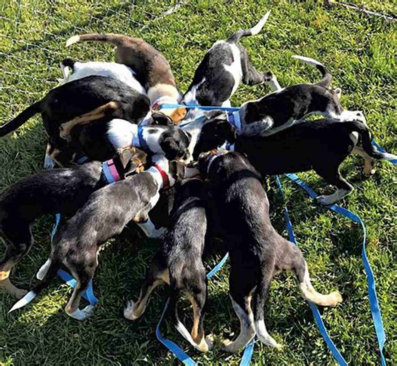 Vermont Dog Purpose American Farm Dogs Running Through A Green Field Zimmer S Story Grandpa S Love: 2 A Vermont Dog S Purpose (American Farm Dogs)