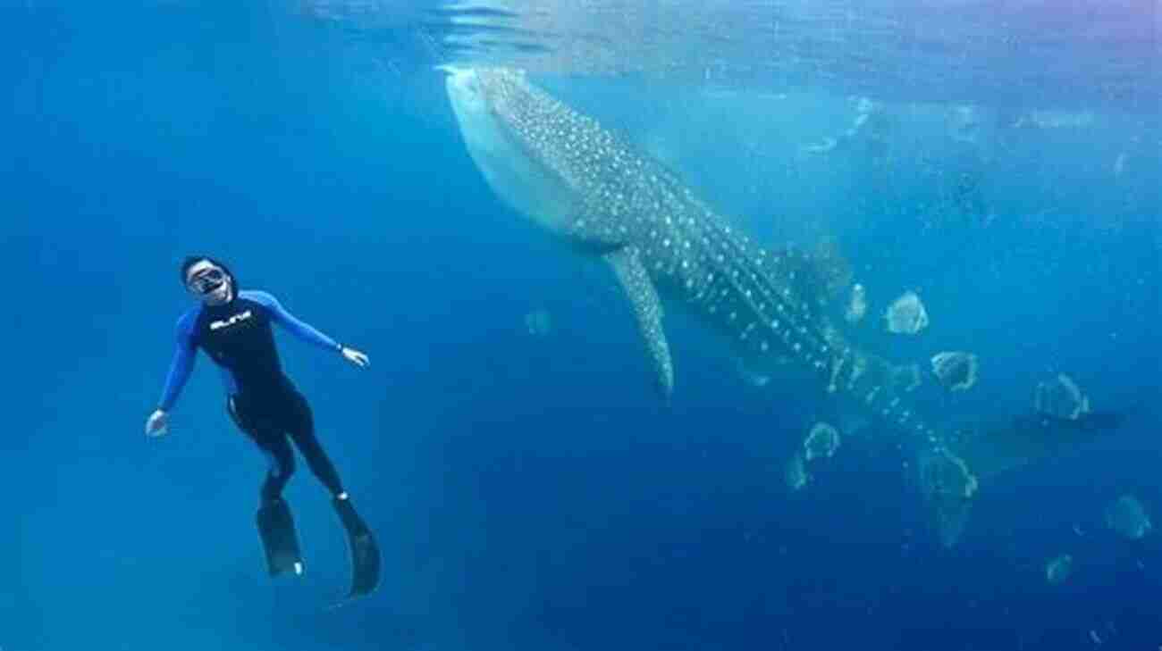 Whale Shark The Gentle Giant Of The Sea WHALE SHARK: The Best Information About Whale Shark