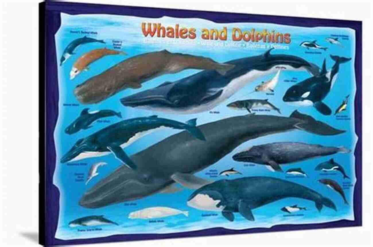 Whales And Dolphins For Kids Whales And Dolphins For Kids : Oceans Of The World In Color: Marine Life And Oceanography For Kids (Children S Oceanography Books)